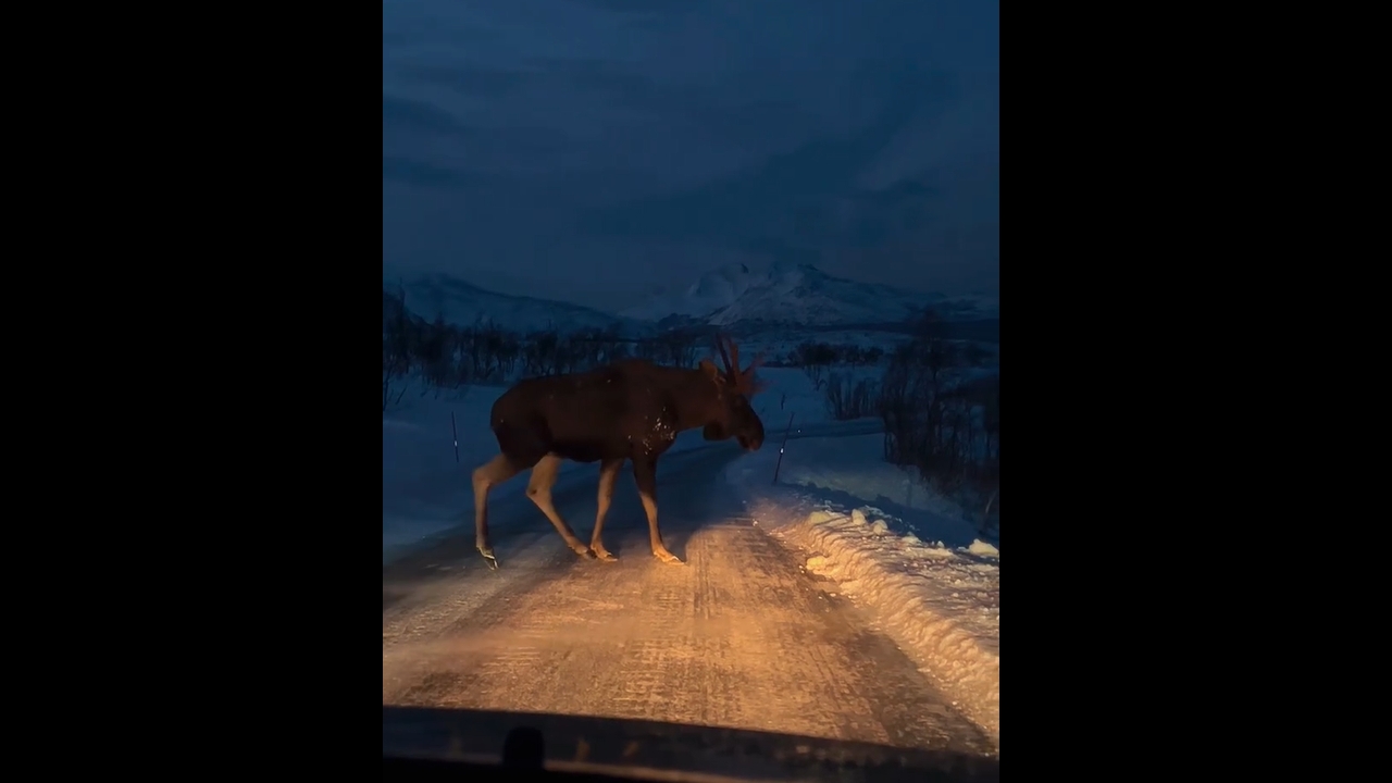 Deer crosses slippery road in Kvaløya, Tromsø Municipality
