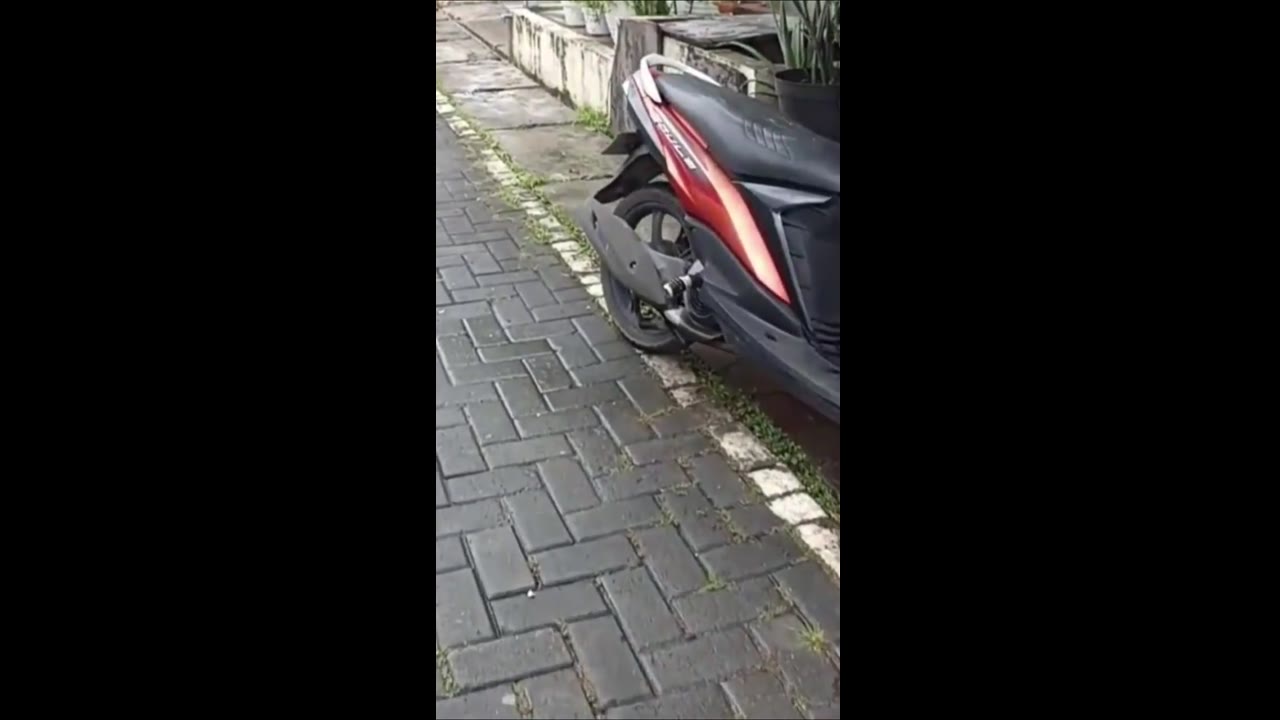 Curious cat snatches leftover delight: a hasty escape!