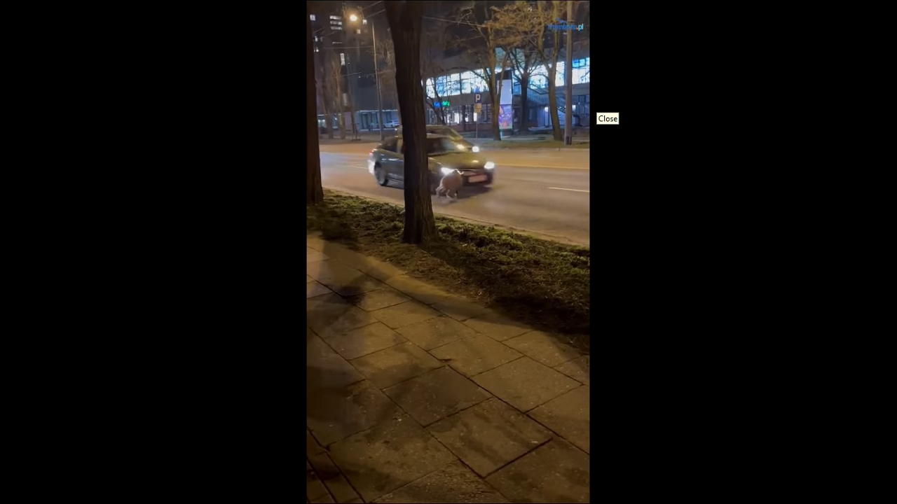 Wild boar narrowly escapes traffic while crossing road in Gdańsk, Poland