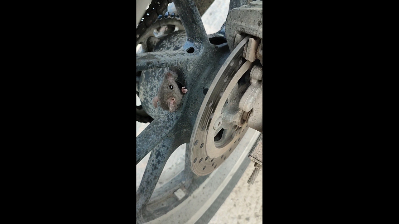 Mouse hides in motorcycle wheel in El Batán, Bogotá, Colombia