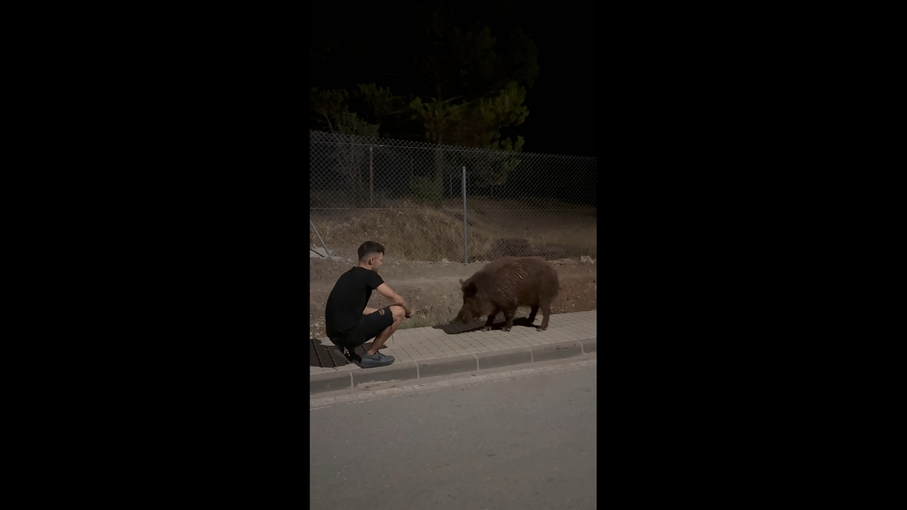 Man feeds large wild boar on pavement in Jaén, Spain