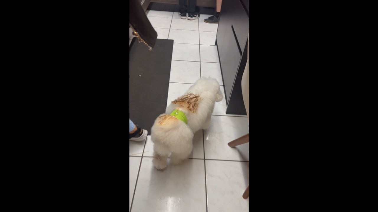 Poodle’s fur briefly catches fire by grill in São Sebastião, Brazil