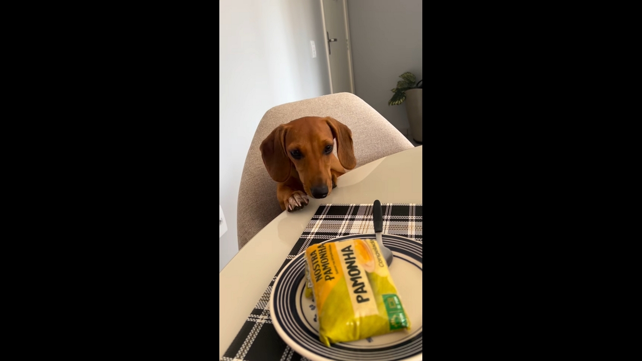 Dachshund eagerly waits for pamonha snack in Criciúma, Brazil