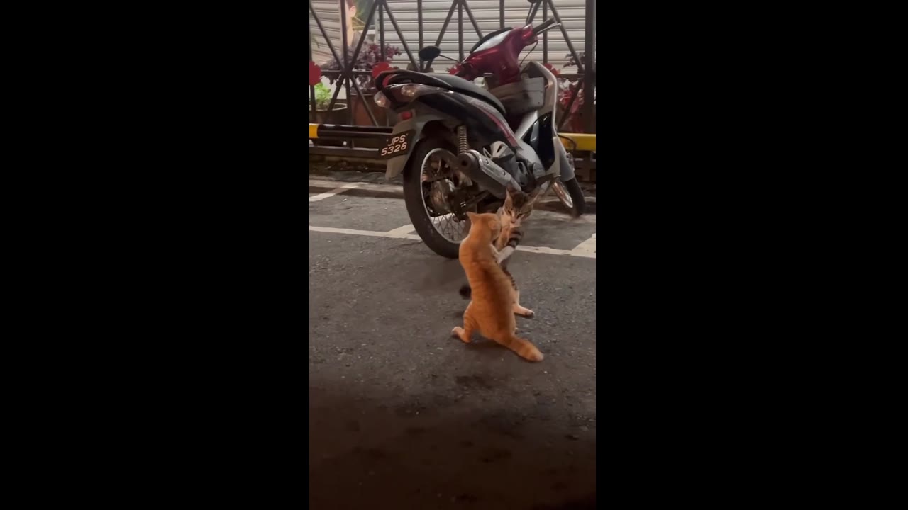 Hilarious cat battle: fierce felines engage in a paws-on standoff!