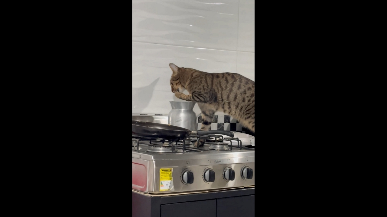 Cat dips its paws into metal pitcher while standing on kitchen stove in Bogotá, Colombia