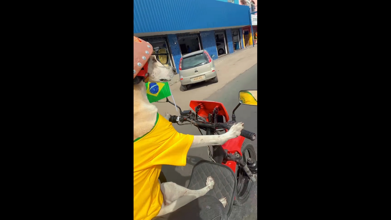 Motorcycle-loving dog steals the spotlight in Jequié, Brazil
