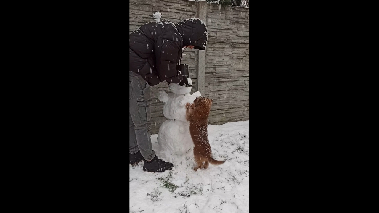 Owner builds snowman with dog watching in Nowa Sól, Poland