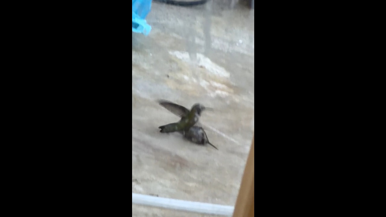 Hummingbird carries a seemingly lifeless bird before it flies away in California, USA