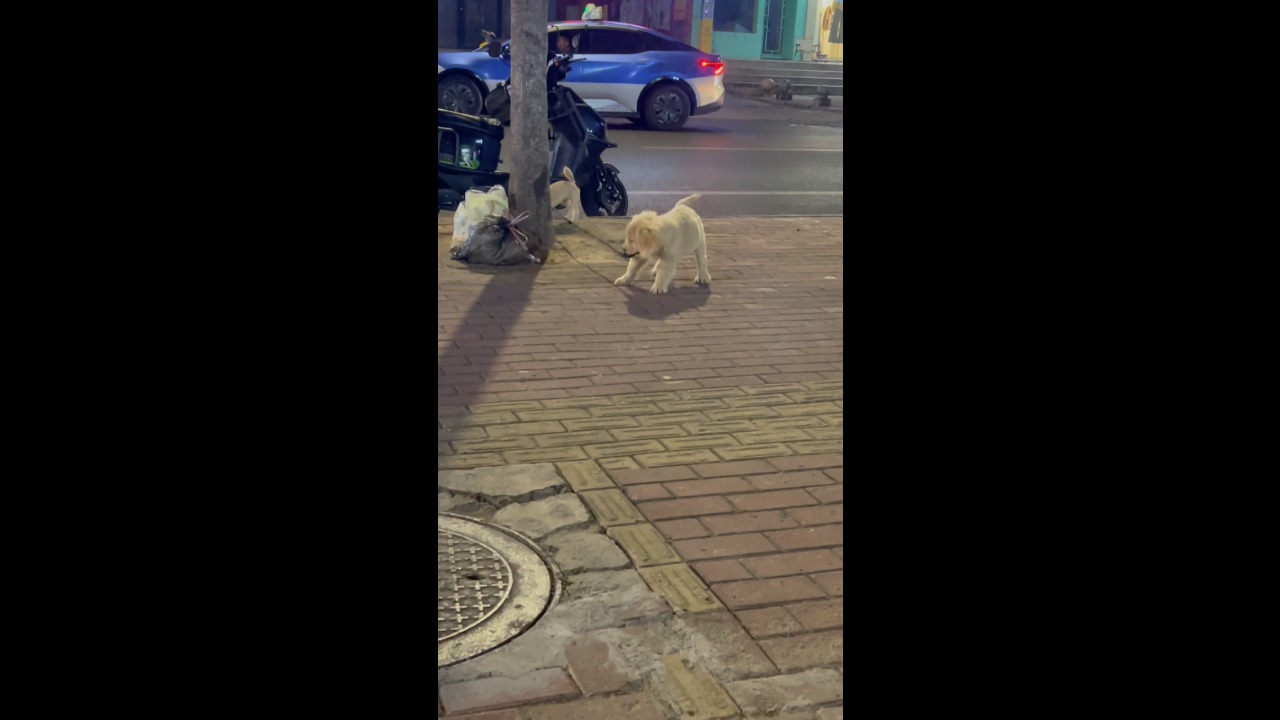 Puppy takes charge by holding its companion’s leash during a walk in Henan, China