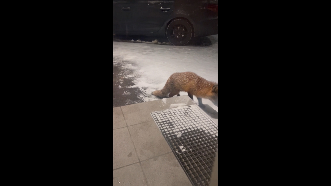 Fox wanders through a quiet residential neighborhood in Kållered, Sweden
