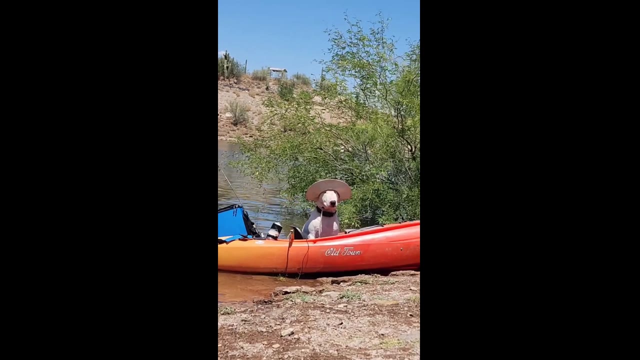 Adorable canine captain: fishing adventure awaits with patient pooch in Glendale!