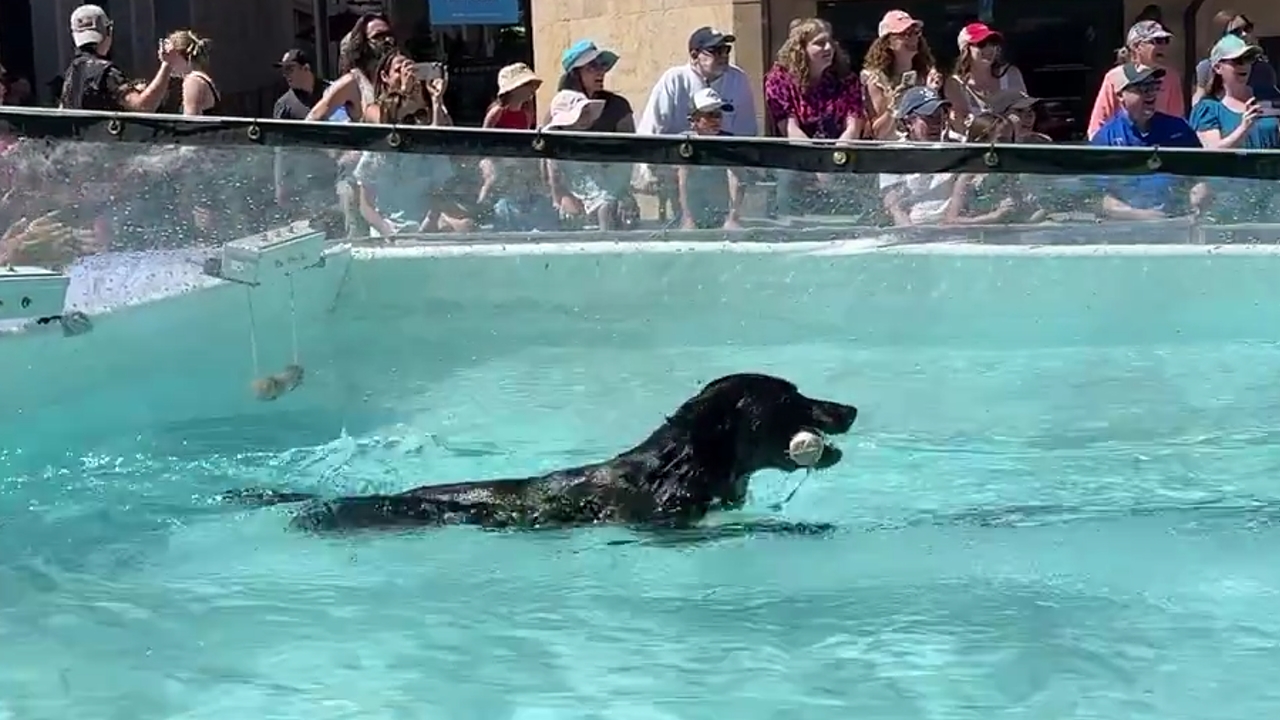 Dog swim race: one jumps in, one stays put in 79°F Vail heat
