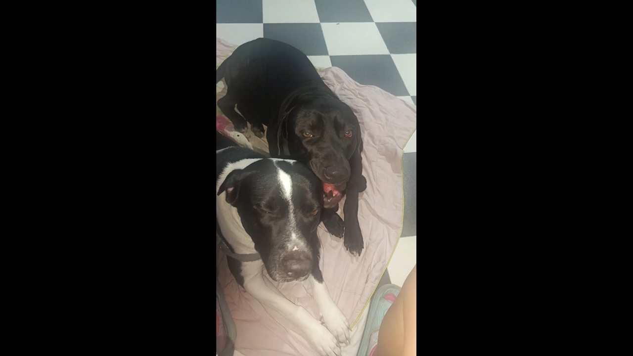 Father and son dogs share adorable affectionate moment in Bogotá, Colombia