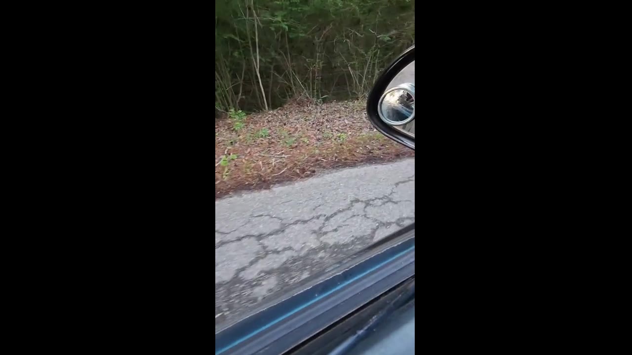 Rescuer's heartbreak: stranded dogs expose alarming animal dumping crisis in Texas