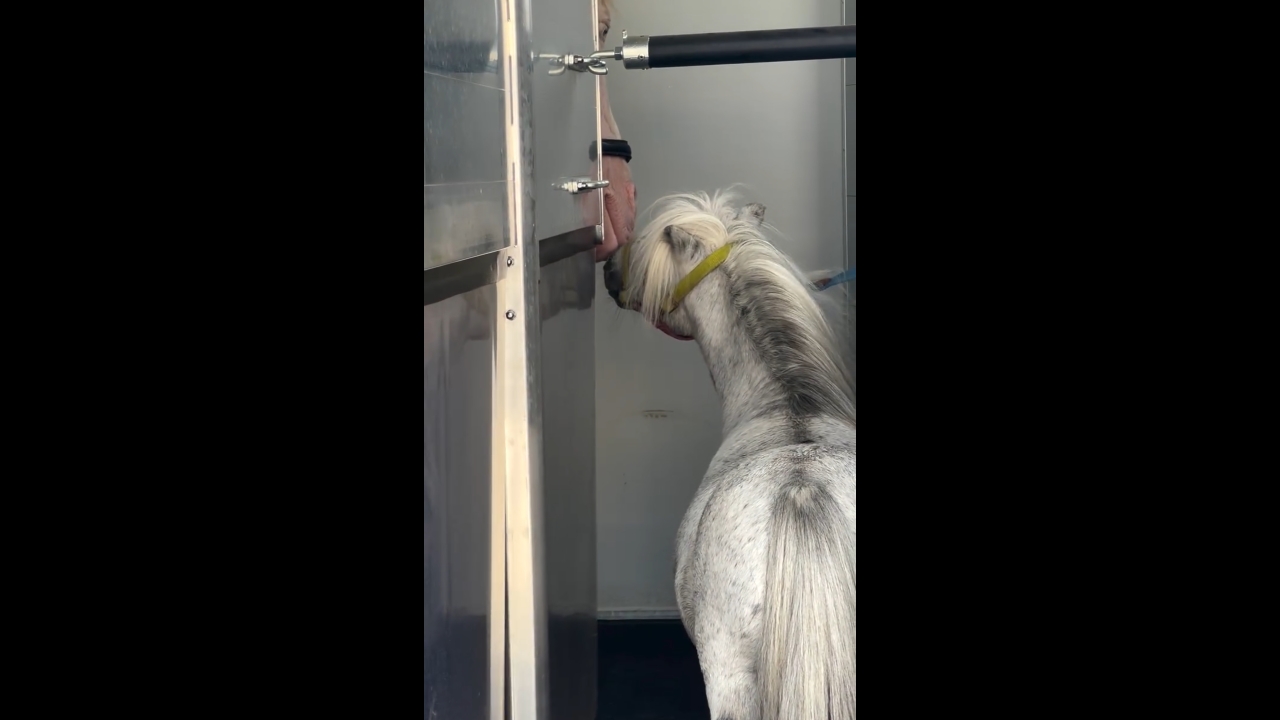 Horses bonding in Wrocław trailer