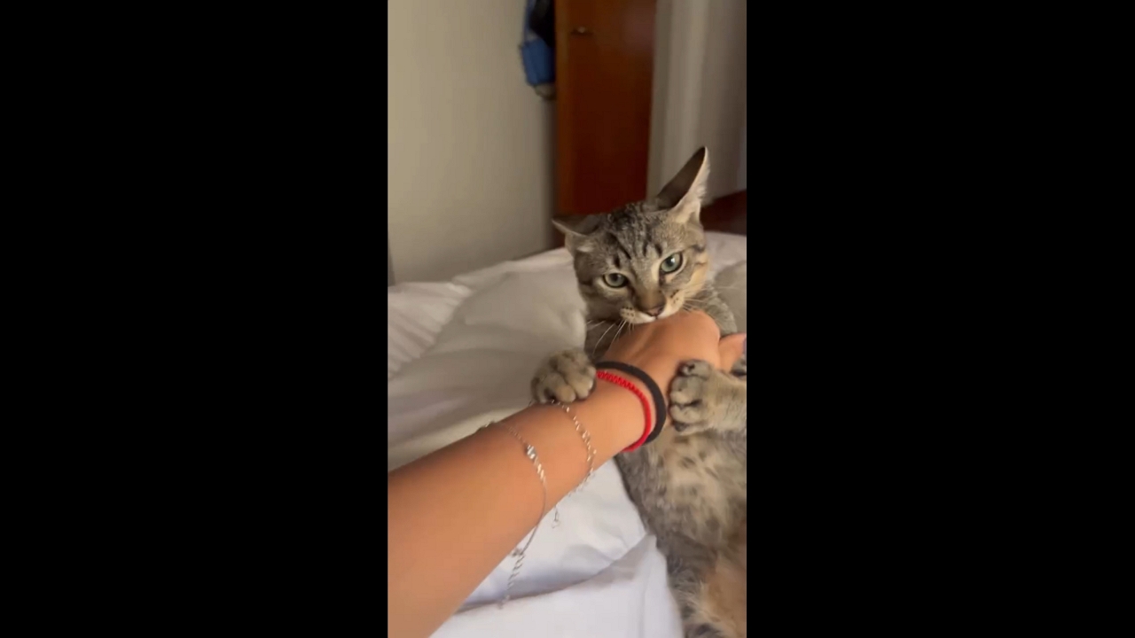 Playful cat “attack” on owner in Ramos Mejía, Argentina