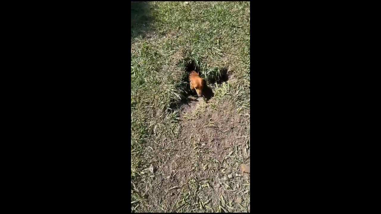 Pet dog hides in hole in Roldán, Santa Fe, Argentina