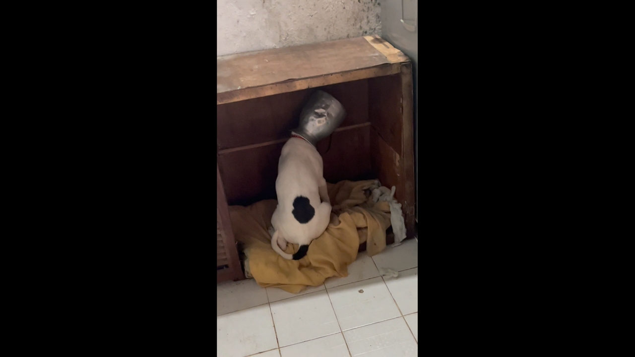 Dog sits calmly with container on head in Fusagasugá, Colombia