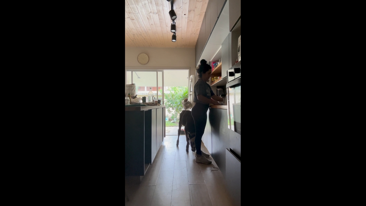 Calf accidentally opens and kicks pantry door shut, Tucumán, Argentina