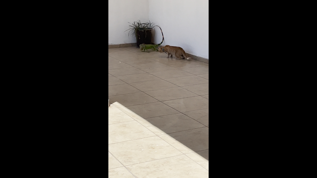 Tense encounter between cat and reptile in Mazatlán