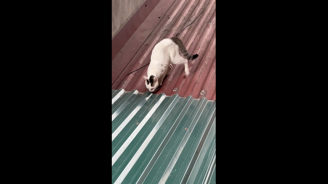9-month-old Kát's hilarious attack mode: iron sheet shenanigans in Vietnam!