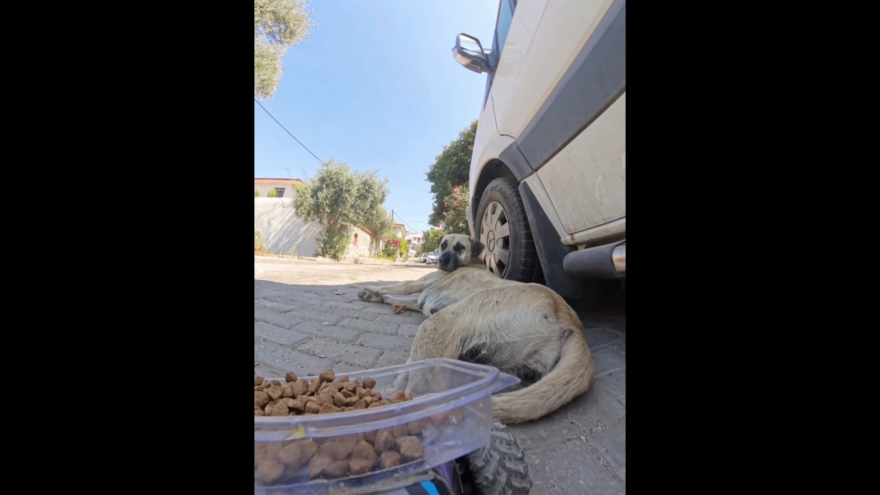 Stray dog delighted by remote-control food delivery in İzmir, Turkey