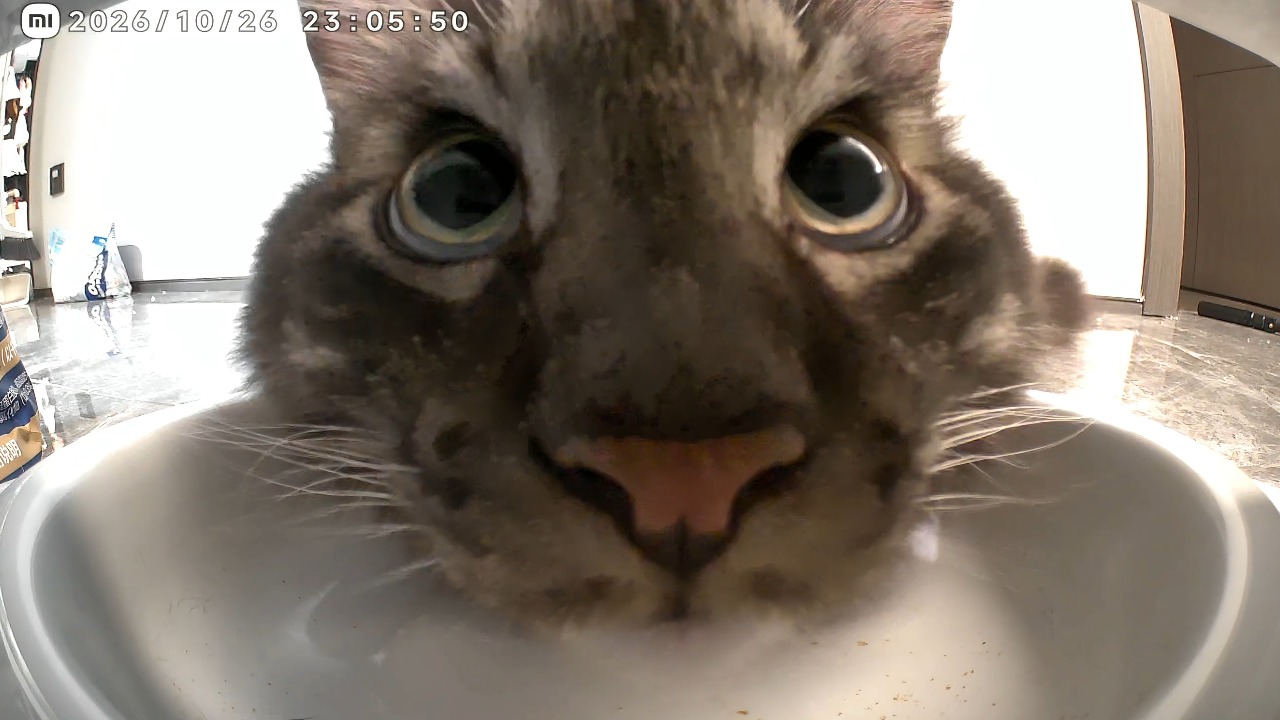 Hungry tabby cat stares directly into a smart pet feeder camera in Zhejiang, China