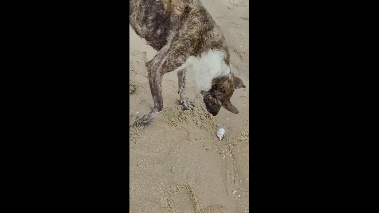 Dog catches puffer fish at Carneiros Beach in Tamandaré, Pernambuco