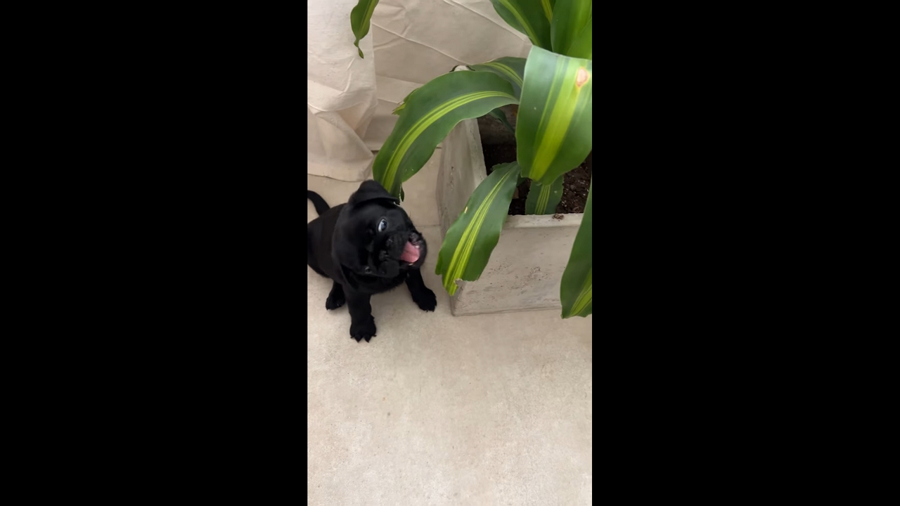 Puppy caught munching on potted plant in Córdoba, Argentina