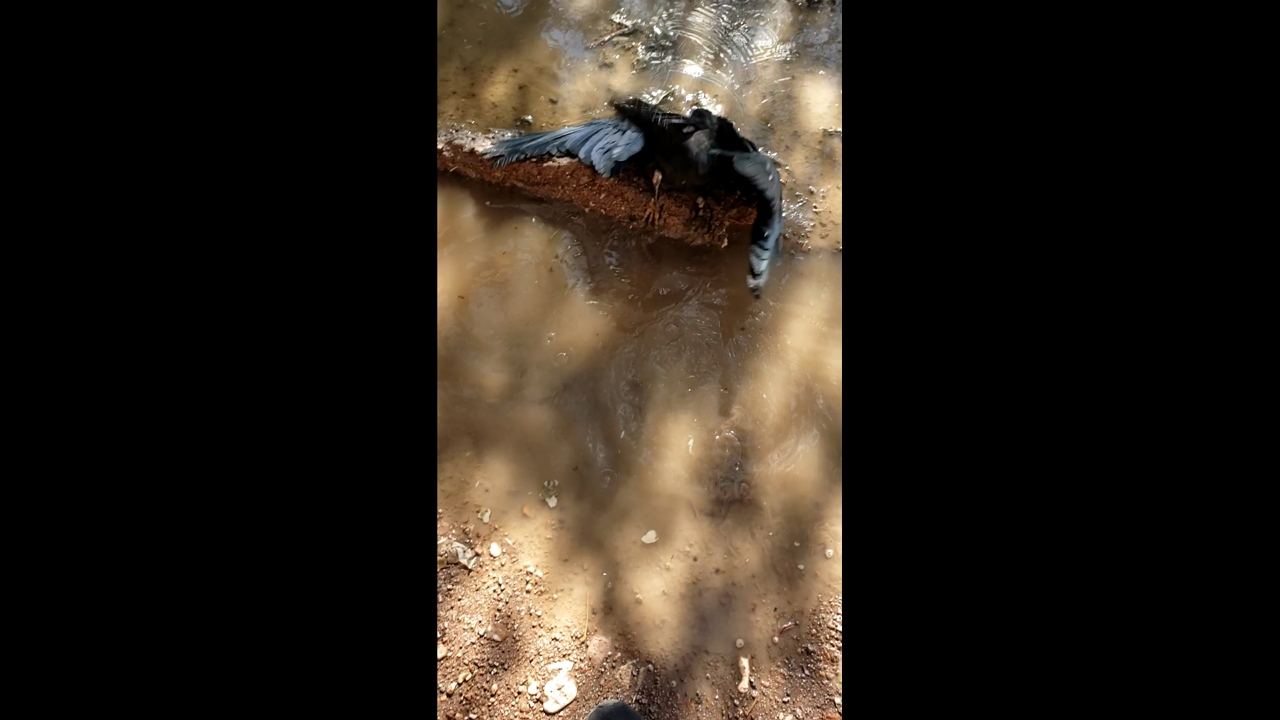 Pet crow trips and faceplants into puddle in Culiacán, Mexico