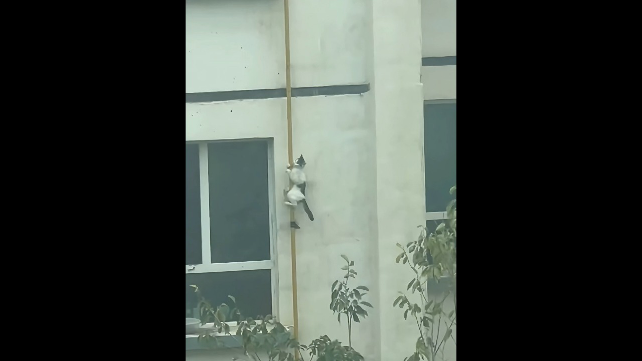 Black-and-white cat climbs down a vertical pipe on a building in Xinjiang, China