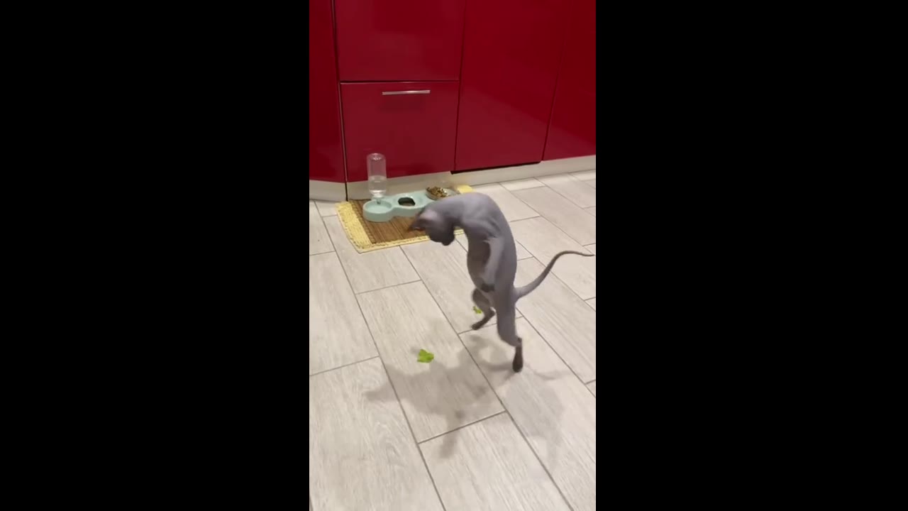 Jumping for veggies: Muffy the 6-month-old cat's playful vegetable adventure!