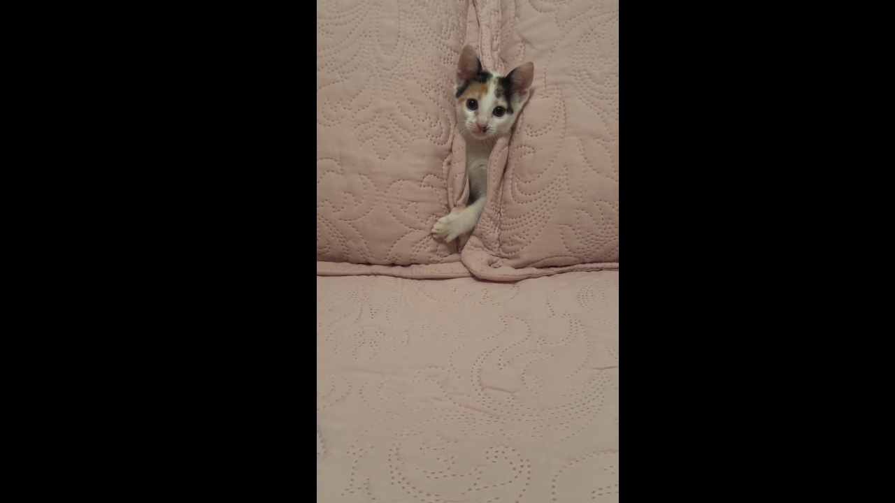 Ágata's pillow hide-and-seek: a playful peek into kitten comfort