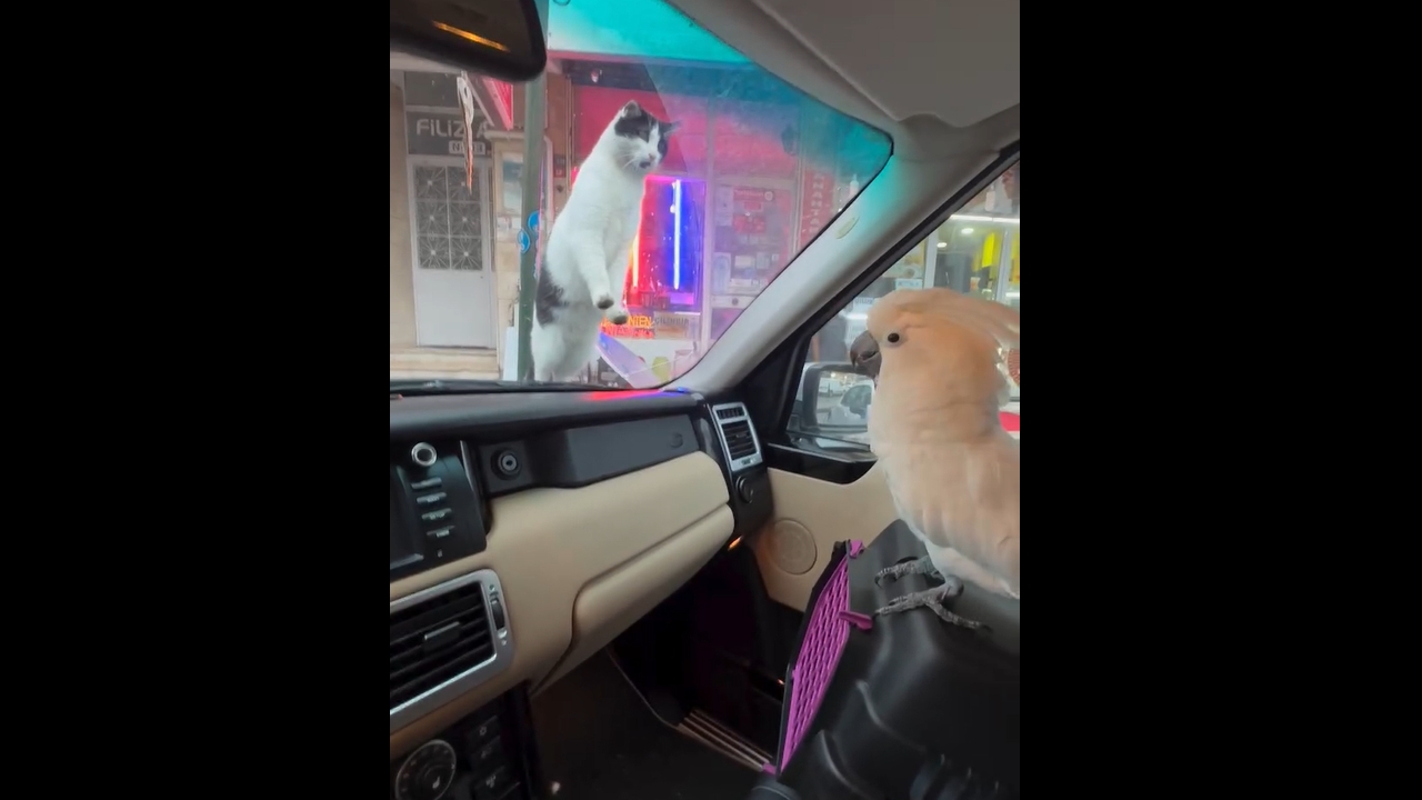 Stray cat shocked by parrot's performance in İstanbul