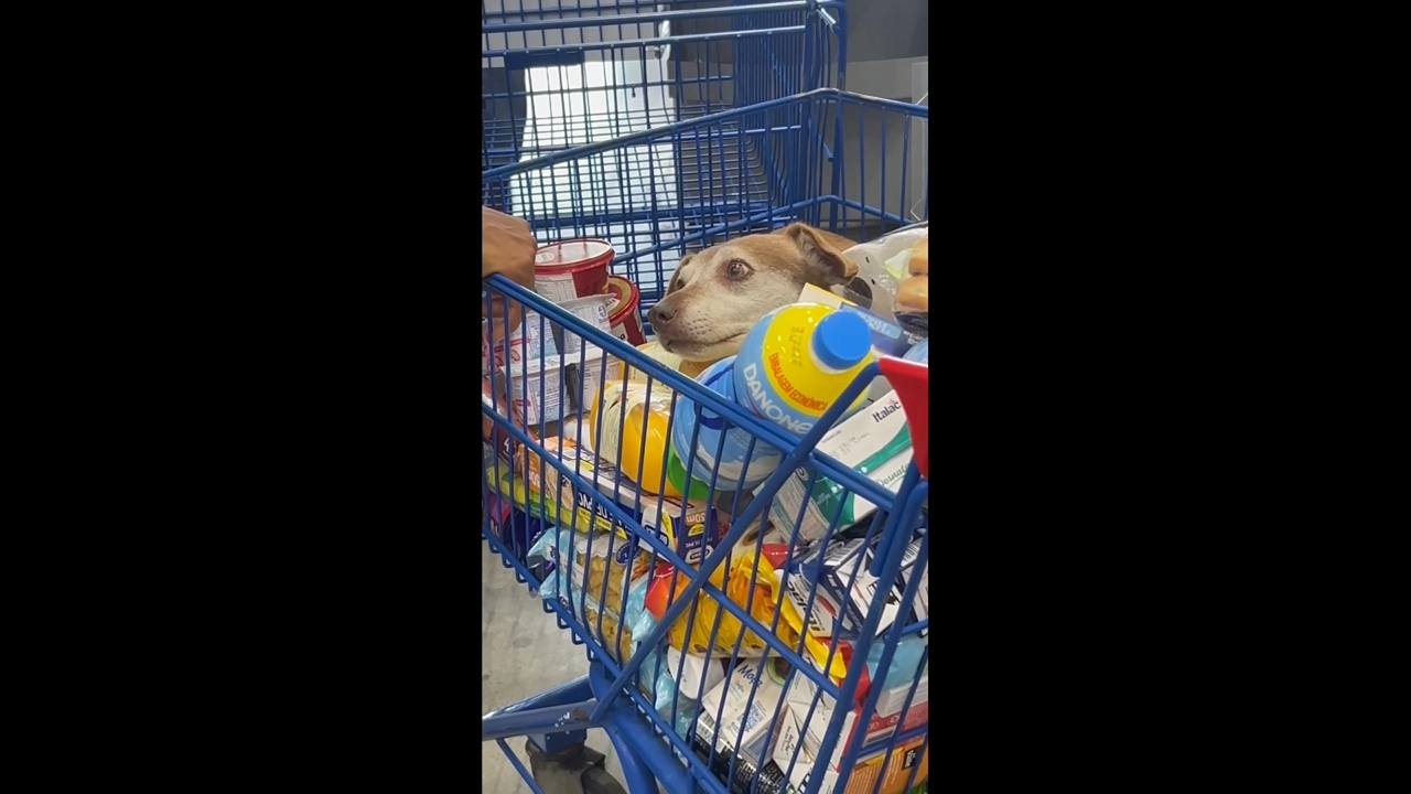 Hidden dog spotted in grocery cart in São Paulo, Brazil