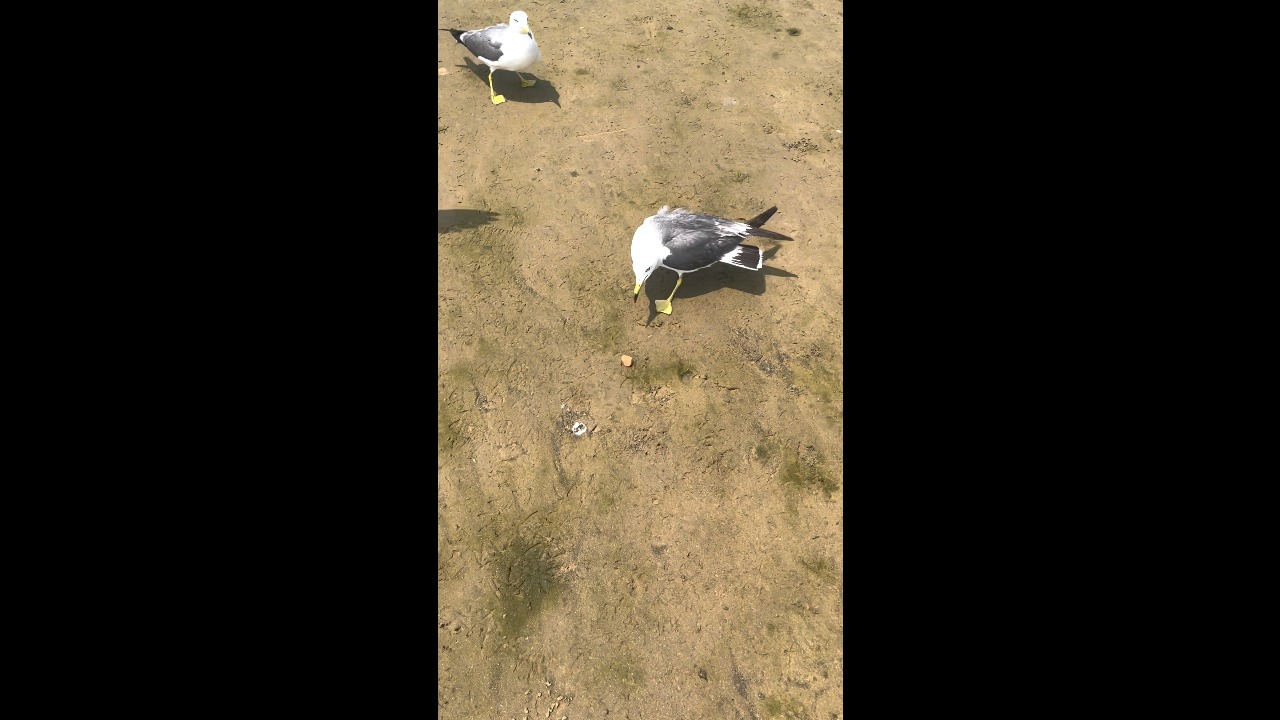 Black-tailed gulls squabble over food after one bird snatches another’s snack in Henan, China