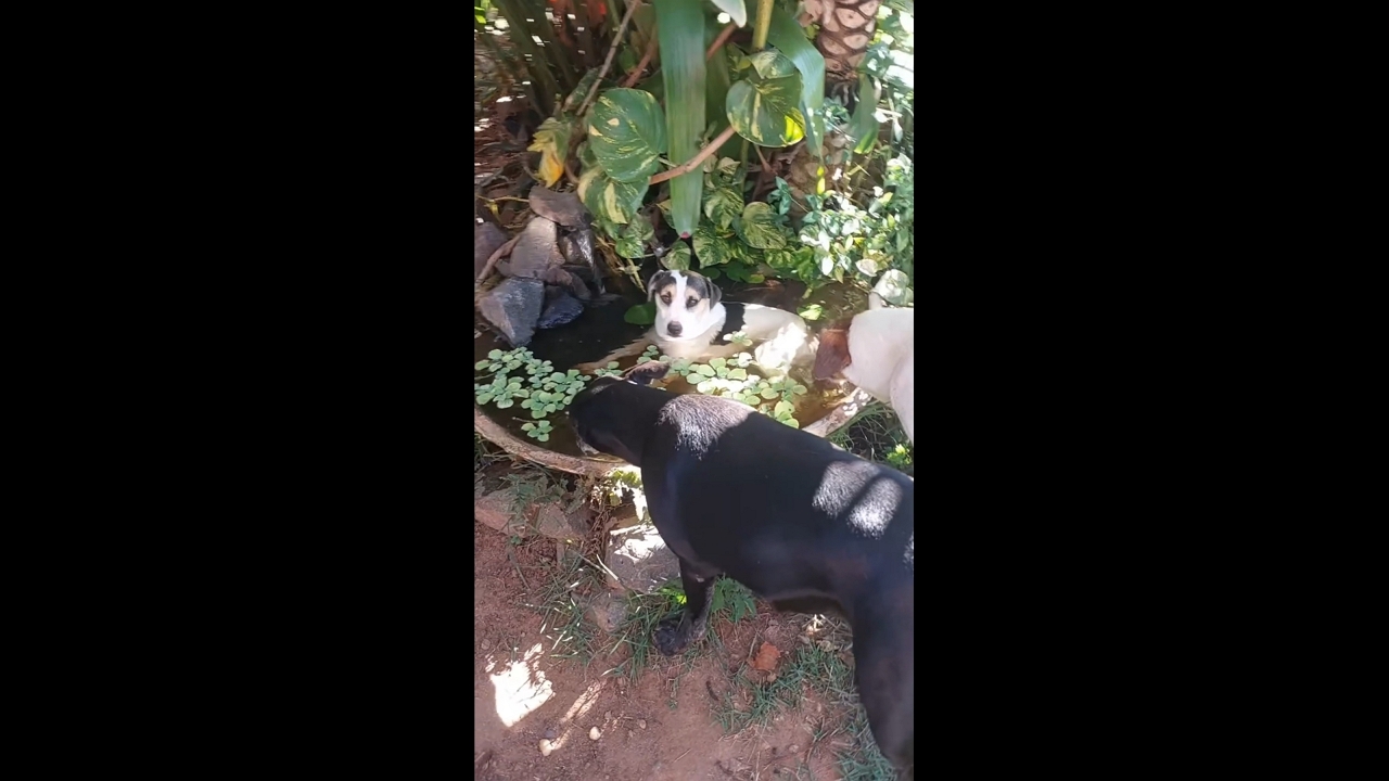 Dogs gather around water basin in playful outdoor moment in Paulínia, Brazil