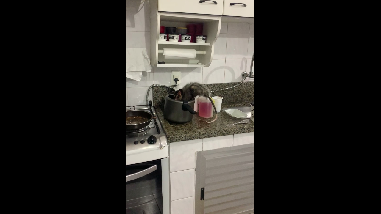 Rodent perched on pressure cooker in Cananéia, Brazil
