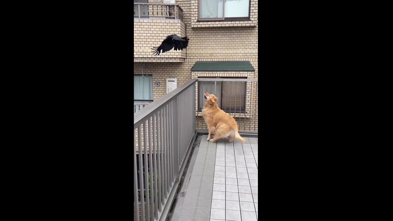 Playful pursuit: Sasuke the dog's hilarious chase with a clever crow