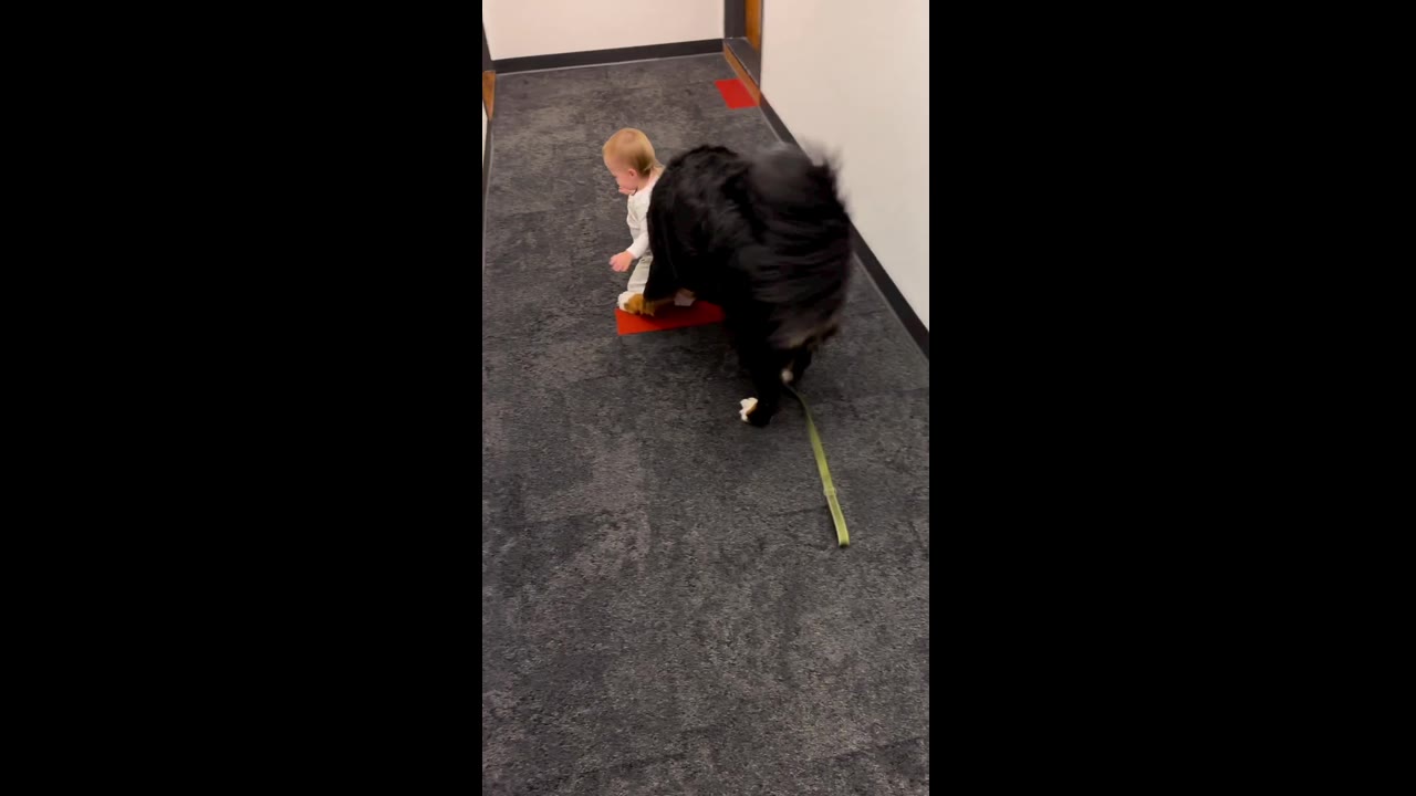 Unbreakable bond: dog becomes toddler's playful guardian in heartwarming video