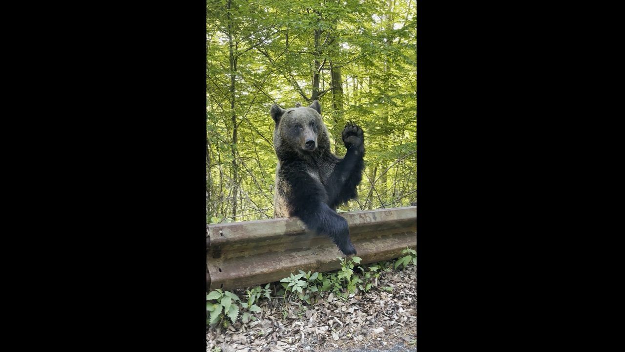 Bear waves goodbye: unexpected encounter on Brașov road