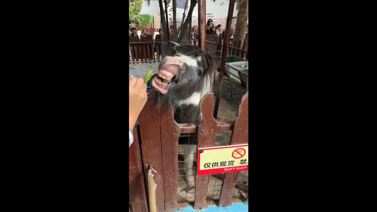 Miniature horse hilariously bares its teeth while waiting for visitors to feed it in Dalian, China