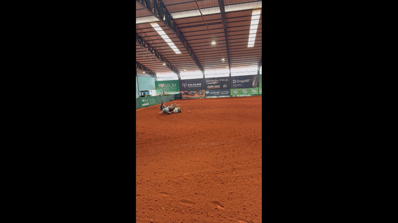 Rider falls after horse trips during barrel run in Araçatuba, Brazil