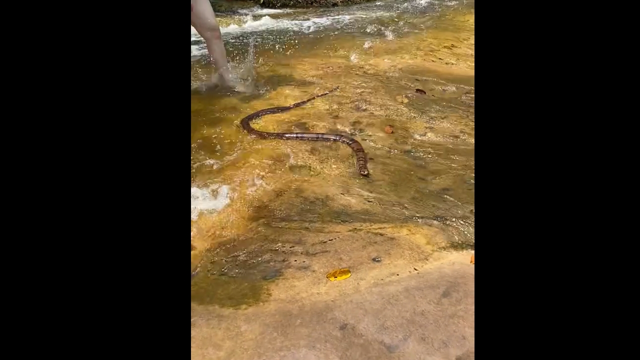 Snake encounter at Cachoeira Berro D'água causes swimmers to flee