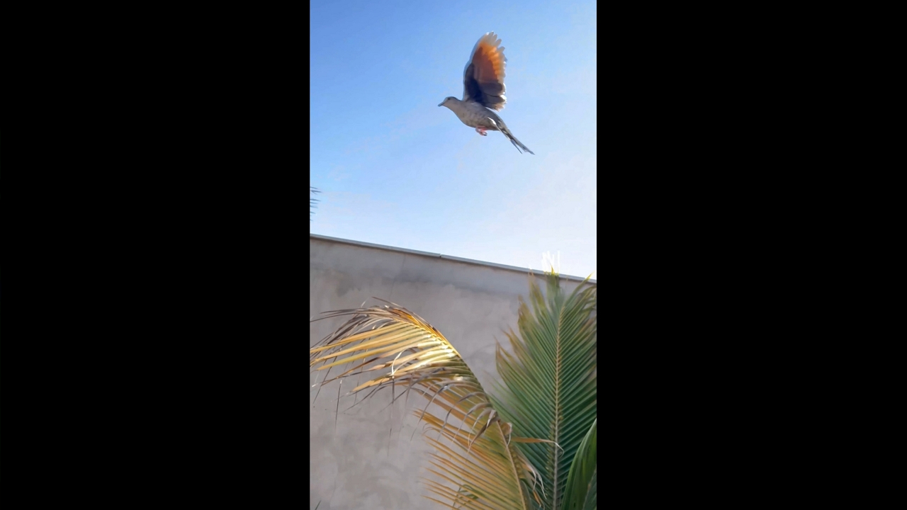 Dove's attempt to fly ends in unexpected collision with wall in Hidrolândia, Brazil