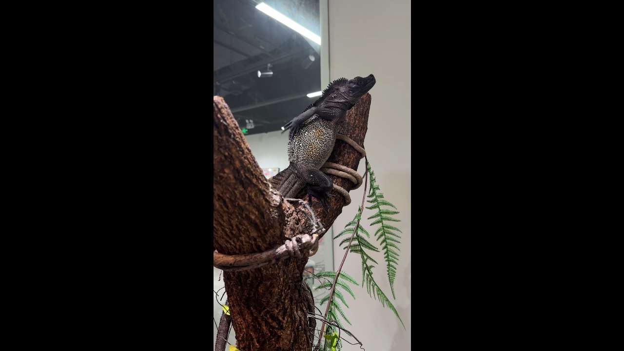 Lizard begins scratching as loose skin is removed at a pet center in Hangzhou, China