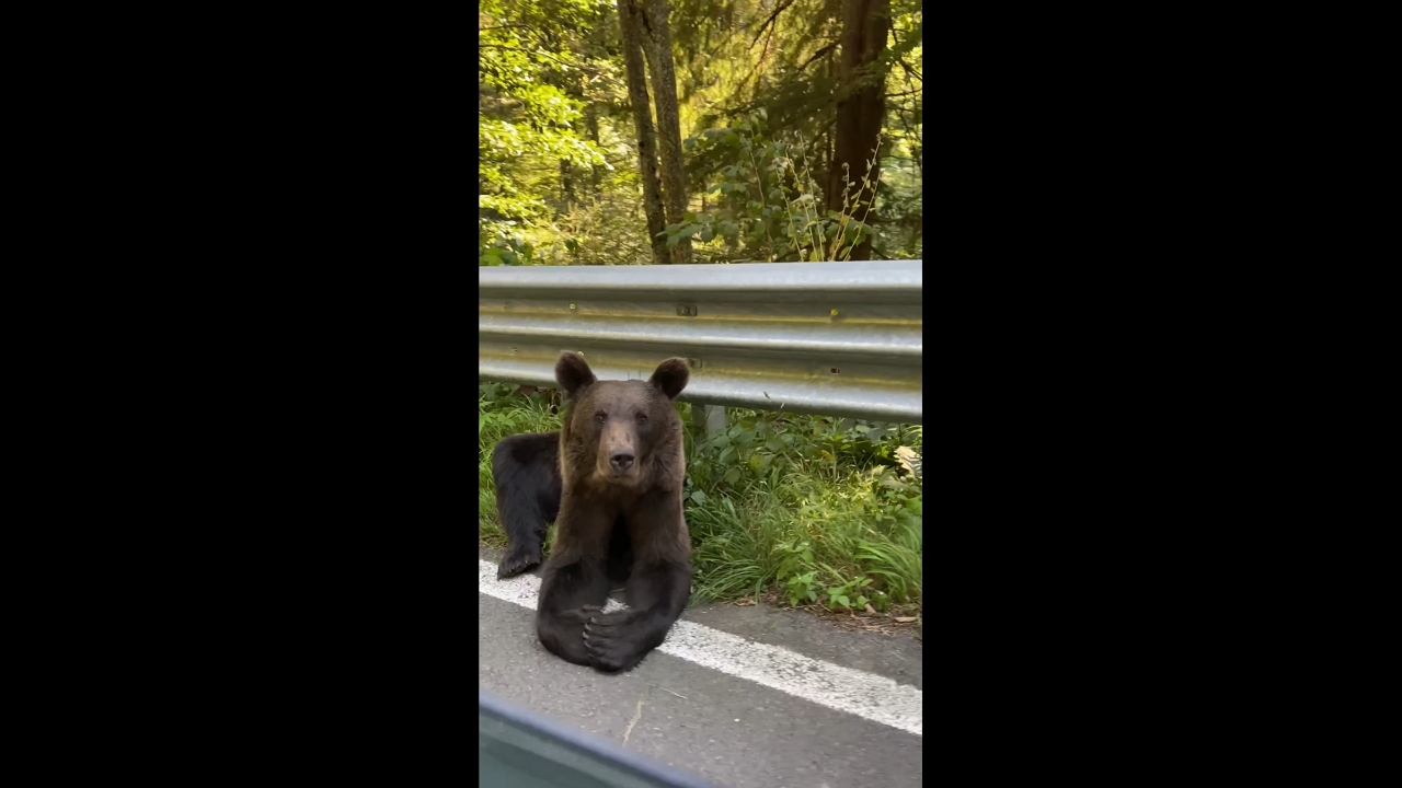 Young brown bear calmly sits beside Transfăgărășan road in Romania