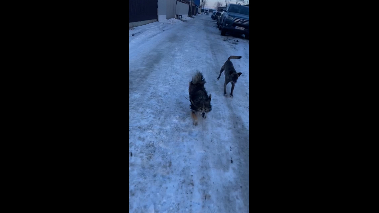 Dog chase reversal: Bârlad resident dodges canine pursuit in hilarious video