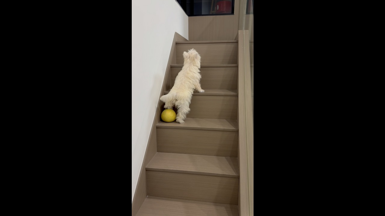Playful dog slips down the stairs after stepping on a rolling fruit in Guangdong, China