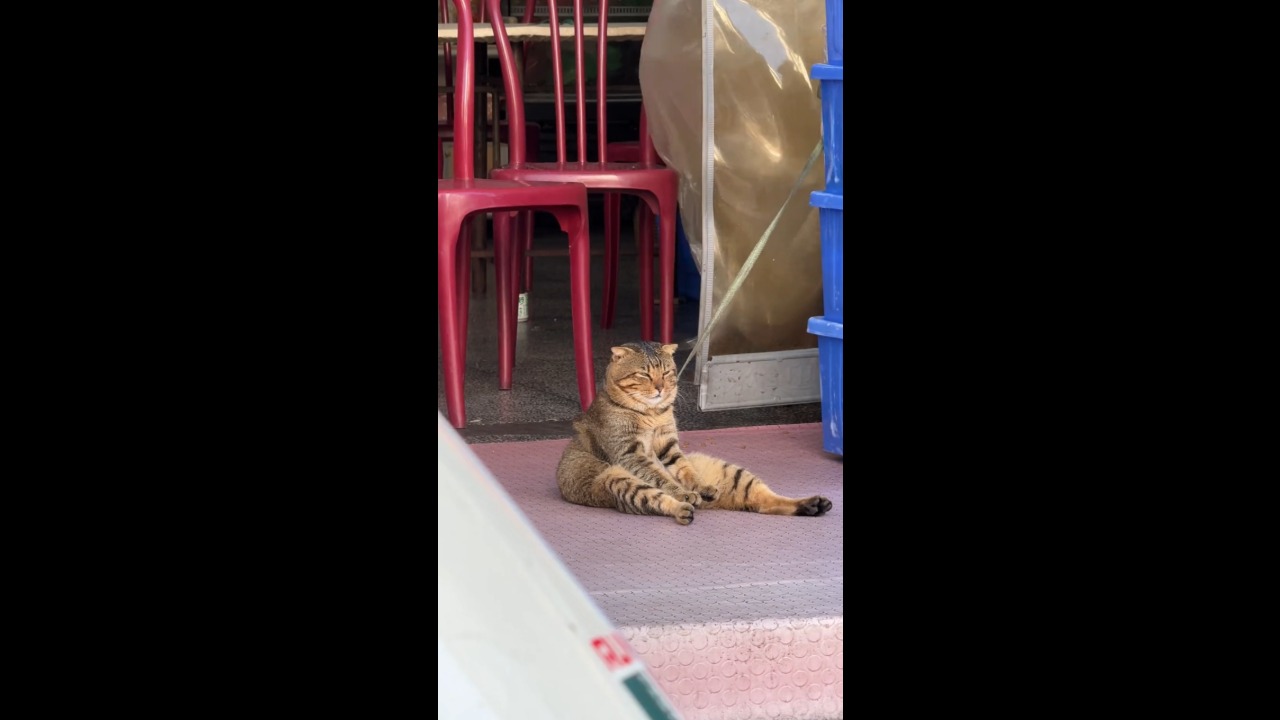 Brown tabby cat maintains a human-like sitting pose in Guangdong, China